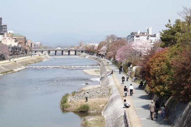 桜便り3