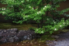 Sarasoju ( Sal Tree )